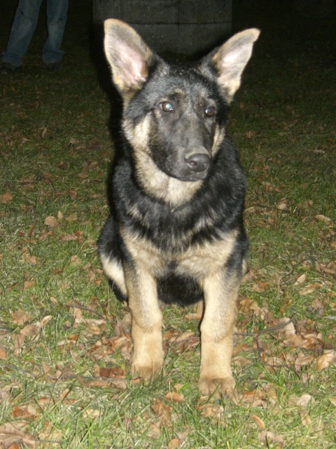 Bonuš