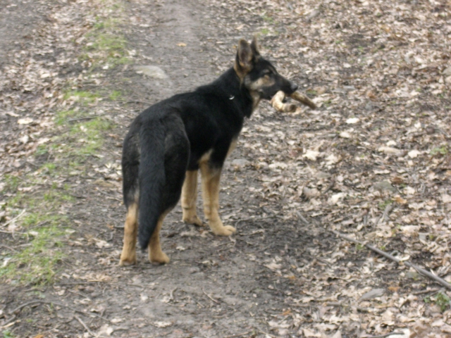 bona6